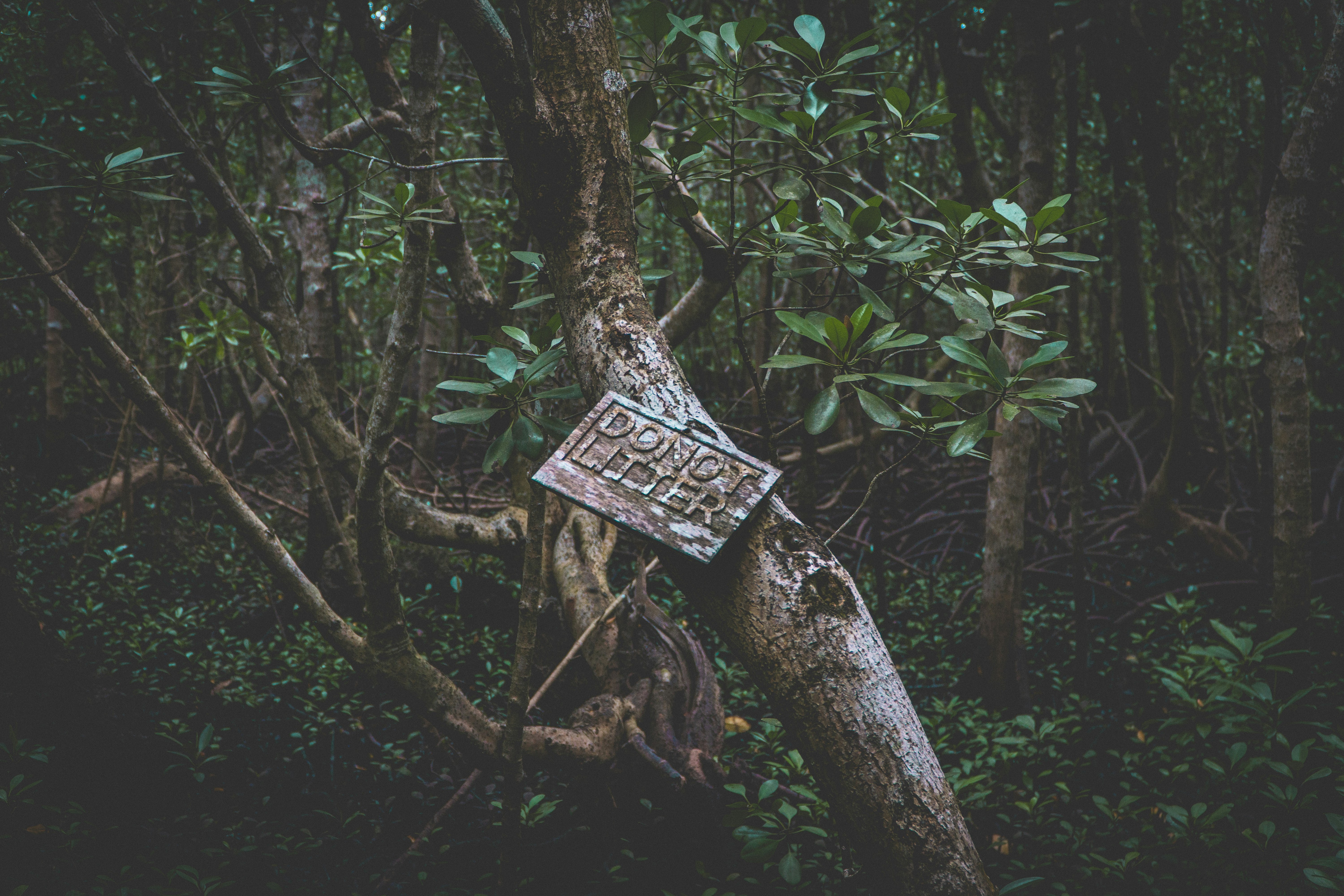 do not litter sign on green tree